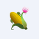 CORN